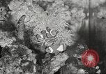Image of tropical fishes Holland Netherlands, 1965, second 56 stock footage video 65675061772