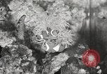 Image of tropical fishes Holland Netherlands, 1965, second 57 stock footage video 65675061772