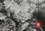 Image of tropical fishes Holland Netherlands, 1965, second 58 stock footage video 65675061772