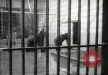 Standbild Baby Gorilla in Dallas Zoo Dallas Texas USA, 1966, aus Sekunde 4 historischem Filmmaterial Videoclip 65675061785