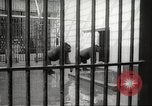 Standbild Baby Gorilla in Dallas Zoo Dallas Texas USA, 1966, aus Sekunde 5 historischem Filmmaterial Videoclip 65675061785