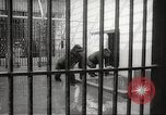 Standbild Baby Gorilla in Dallas Zoo Dallas Texas USA, 1966, aus Sekunde 6 historischem Filmmaterial Videoclip 65675061785