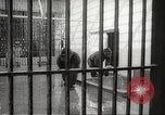 Standbild Baby Gorilla in Dallas Zoo Dallas Texas USA, 1966, aus Sekunde 7 historischem Filmmaterial Videoclip 65675061785
