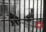 Standbild Baby Gorilla in Dallas Zoo Dallas Texas USA, 1966, aus Sekunde 8 historischem Filmmaterial Videoclip 65675061785