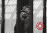 Standbild Baby Gorilla in Dallas Zoo Dallas Texas USA, 1966, aus Sekunde 9 historischem Filmmaterial Videoclip 65675061785