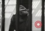 Standbild Baby Gorilla in Dallas Zoo Dallas Texas USA, 1966, aus Sekunde 10 historischem Filmmaterial Videoclip 65675061785