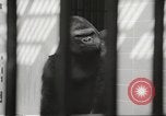 Standbild Baby Gorilla in Dallas Zoo Dallas Texas USA, 1966, aus Sekunde 11 historischem Filmmaterial Videoclip 65675061785