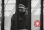 Standbild Baby Gorilla in Dallas Zoo Dallas Texas USA, 1966, aus Sekunde 12 historischem Filmmaterial Videoclip 65675061785