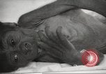 Standbild Baby Gorilla in Dallas Zoo Dallas Texas USA, 1966, aus Sekunde 13 historischem Filmmaterial Videoclip 65675061785