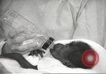 Standbild Baby Gorilla in Dallas Zoo Dallas Texas USA, 1966, aus Sekunde 33 historischem Filmmaterial Videoclip 65675061785