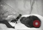 Standbild Baby Gorilla in Dallas Zoo Dallas Texas USA, 1966, aus Sekunde 34 historischem Filmmaterial Videoclip 65675061785