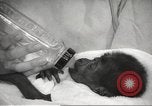 Standbild Baby Gorilla in Dallas Zoo Dallas Texas USA, 1966, aus Sekunde 35 historischem Filmmaterial Videoclip 65675061785