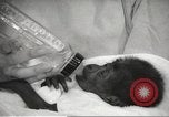 Standbild Baby Gorilla in Dallas Zoo Dallas Texas USA, 1966, aus Sekunde 36 historischem Filmmaterial Videoclip 65675061785