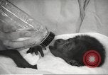 Standbild Baby Gorilla in Dallas Zoo Dallas Texas USA, 1966, aus Sekunde 37 historischem Filmmaterial Videoclip 65675061785