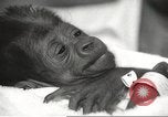 Standbild Baby Gorilla in Dallas Zoo Dallas Texas USA, 1966, aus Sekunde 43 historischem Filmmaterial Videoclip 65675061785