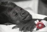 Standbild Baby Gorilla in Dallas Zoo Dallas Texas USA, 1966, aus Sekunde 44 historischem Filmmaterial Videoclip 65675061785