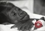 Standbild Baby Gorilla in Dallas Zoo Dallas Texas USA, 1966, aus Sekunde 45 historischem Filmmaterial Videoclip 65675061785