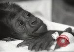 Standbild Baby Gorilla in Dallas Zoo Dallas Texas USA, 1966, aus Sekunde 46 historischem Filmmaterial Videoclip 65675061785
