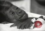 Standbild Baby Gorilla in Dallas Zoo Dallas Texas USA, 1966, aus Sekunde 47 historischem Filmmaterial Videoclip 65675061785