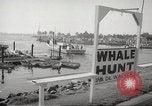 Image of Grey Whale California United States USA, 1966, second 9 stock footage video 65675061790