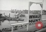 Image of Grey Whale California United States USA, 1966, second 10 stock footage video 65675061790