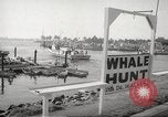 Image of Grey Whale California United States USA, 1966, second 11 stock footage video 65675061790