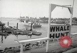 Image of Grey Whale California United States USA, 1966, second 12 stock footage video 65675061790