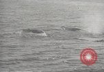 Image of Grey Whale California United States USA, 1966, second 26 stock footage video 65675061790