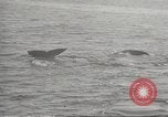 Image of Grey Whale California United States USA, 1966, second 27 stock footage video 65675061790