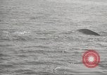 Image of Grey Whale California United States USA, 1966, second 28 stock footage video 65675061790