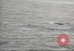 Image of Grey Whale California United States USA, 1966, second 29 stock footage video 65675061790