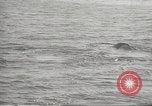 Image of Grey Whale California United States USA, 1966, second 30 stock footage video 65675061790
