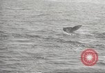Image of Grey Whale California United States USA, 1966, second 31 stock footage video 65675061790