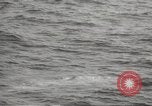 Image of Grey Whale California United States USA, 1966, second 37 stock footage video 65675061790