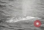 Image of Grey Whale California United States USA, 1966, second 38 stock footage video 65675061790