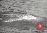 Image of Grey Whale California United States USA, 1966, second 39 stock footage video 65675061790