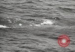 Image of Grey Whale California United States USA, 1966, second 40 stock footage video 65675061790