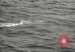 Image of Grey Whale California United States USA, 1966, second 41 stock footage video 65675061790