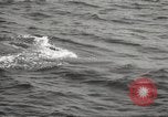 Image of Grey Whale California United States USA, 1966, second 42 stock footage video 65675061790