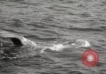 Image of Grey Whale California United States USA, 1966, second 43 stock footage video 65675061790