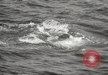 Image of Grey Whale California United States USA, 1966, second 44 stock footage video 65675061790