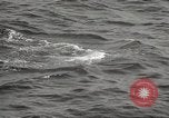 Image of Grey Whale California United States USA, 1966, second 45 stock footage video 65675061790