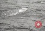 Image of Grey Whale California United States USA, 1966, second 51 stock footage video 65675061790