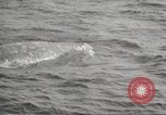 Image of Grey Whale California United States USA, 1966, second 52 stock footage video 65675061790