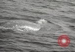 Image of Grey Whale California United States USA, 1966, second 53 stock footage video 65675061790