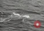 Image of Grey Whale California United States USA, 1966, second 54 stock footage video 65675061790