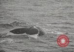 Image of Grey Whale California United States USA, 1966, second 57 stock footage video 65675061790