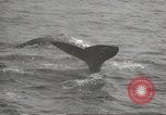 Image of Grey Whale California United States USA, 1966, second 58 stock footage video 65675061790