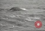Image of Grey Whale California United States USA, 1966, second 59 stock footage video 65675061790