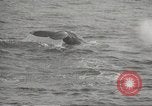 Image of Grey Whale California United States USA, 1966, second 60 stock footage video 65675061790